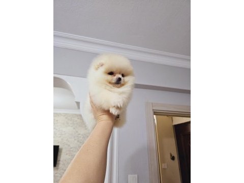 Pomeranian boo yavrular