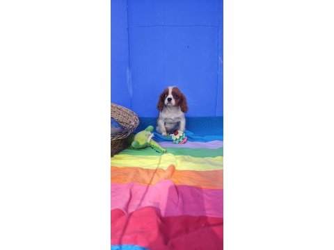 Muhteşem cavalier king charles