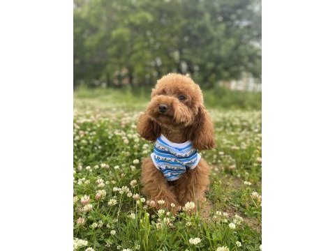 Red brown toy poodle