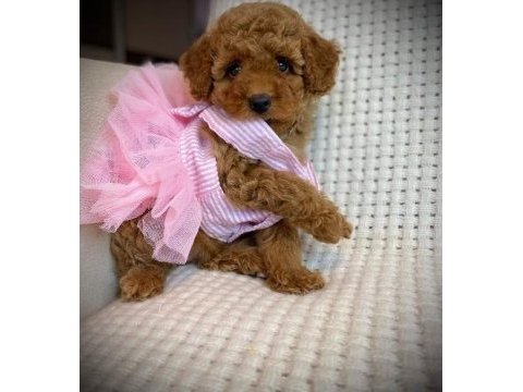 Toy poodle yavruları