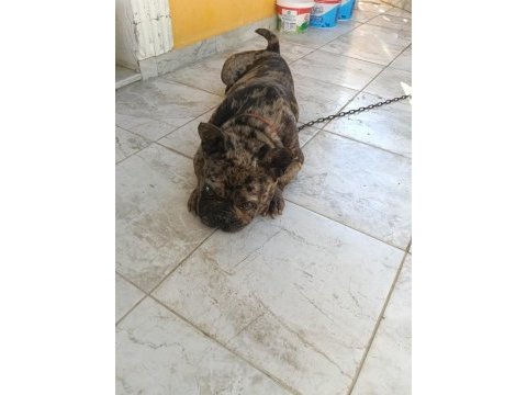 Erkek 1.5 yaşında french bulldog