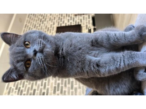7 aylık british shorthair erkek
