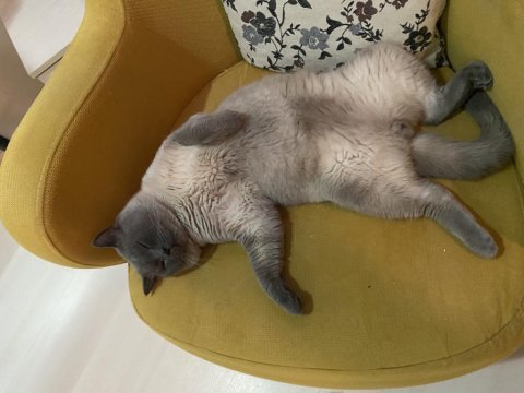 British blue point erkek british (açıklamayı okuyunuz)