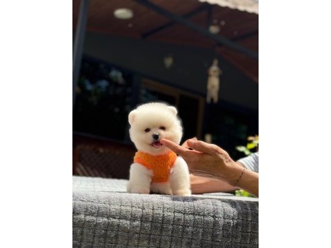 Pomeranian boo yavrusu