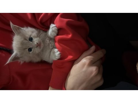 Evde yetişmiş safkan xxl boy maine coon yavrusu