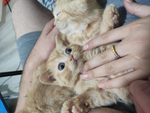 Yavru anne ve baba british shorthair