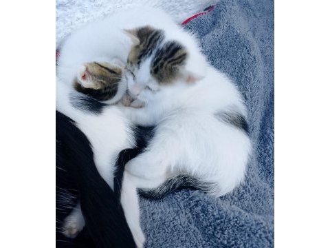 Birbirinden güzel ve yakışıklı tekirler