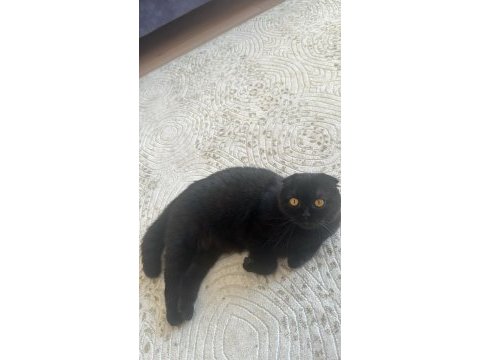 Çok uysal scottish fold kesinlikle kötü huyu yoktur