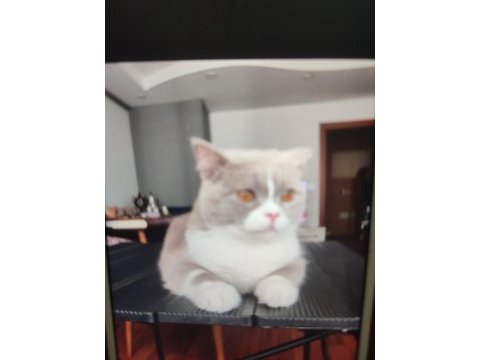 Eş arıyoruz british shorthair