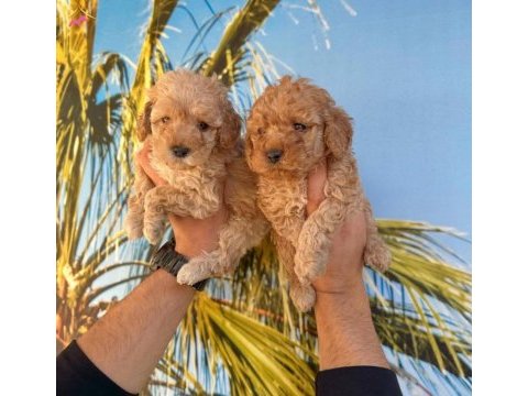 Maltipoo yavrularımız sağlık ve ırk garantilidir