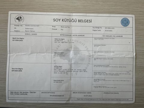 Kıf scr doberman yavruları