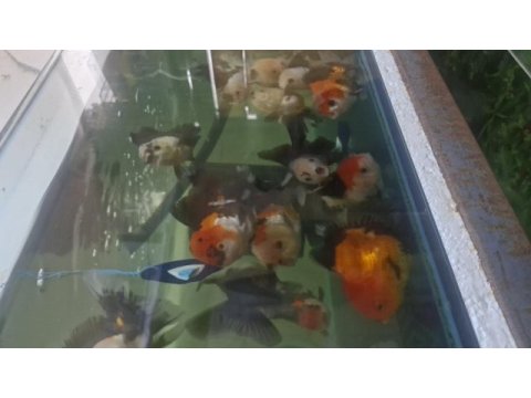 Oranda balıkları