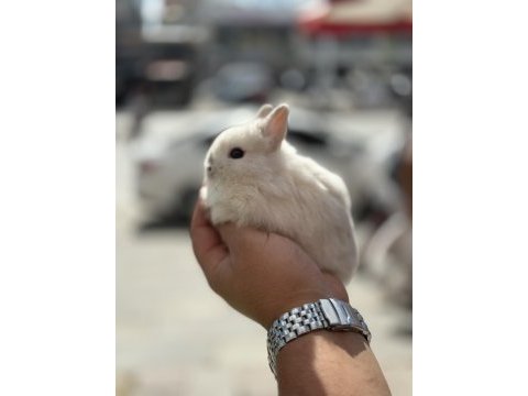 Özel renk cüce bebekler hazır