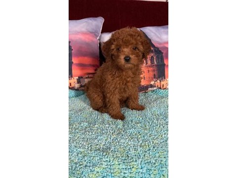 Irk ve sağlık garantili poodle bebekleri