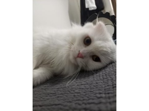 Acil ücretsiz scottish fold sahiplendirme