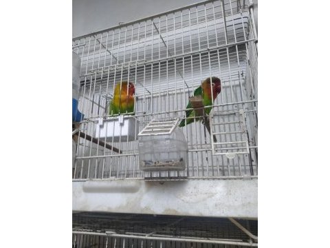 Üç takım cennet papağanı