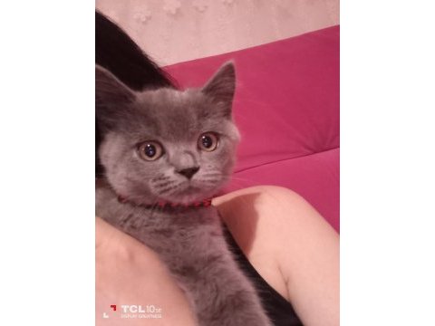Sahibini arıyor british shorthair