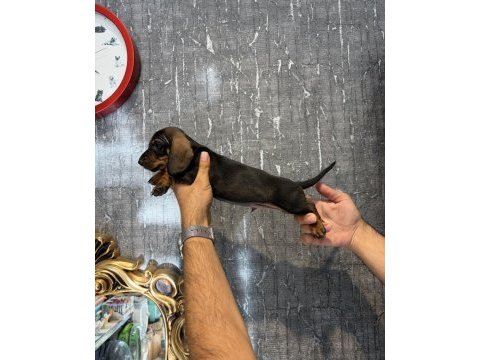 Dachshund sosis yavrular