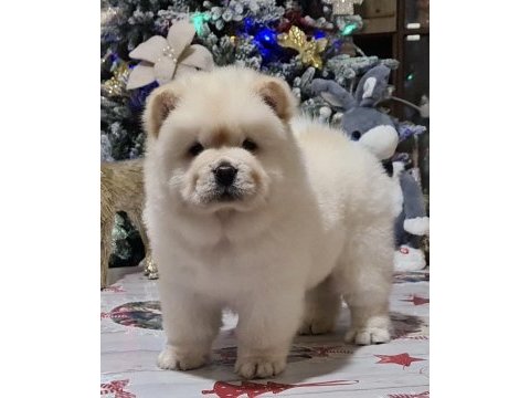 Şirin çin aslanı (chow chow) yavrularım