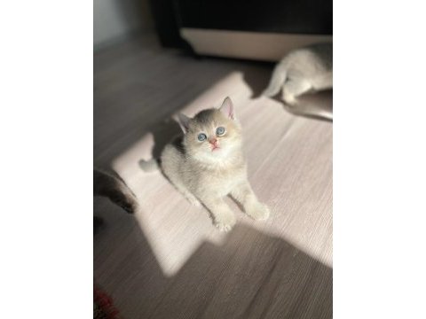 Sahiplendirme british shorthair