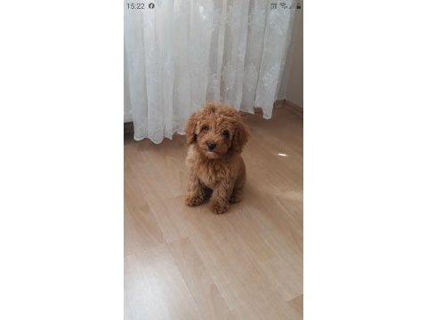 Uygun vasıflı safkan poodle