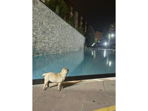 Pug cinsi 3.5 aylık dişi köpek (eşyalarıyla beraber)