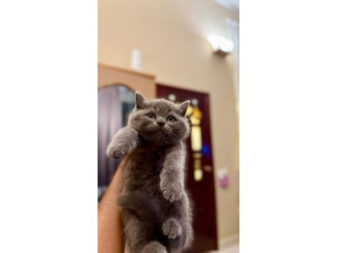 Orijinal ayı surat british shorthair