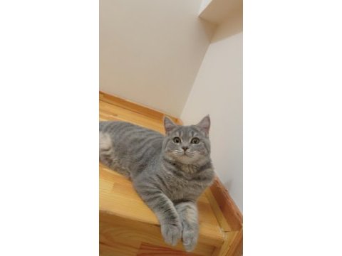 Çiftleştirme british shorthair