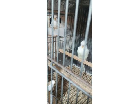 Albino takım muhabbet kuşu beyaz