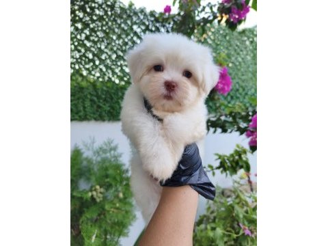 Maltese erkek yavru