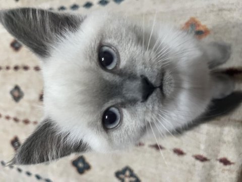 British shorthair 7 aylık erkek