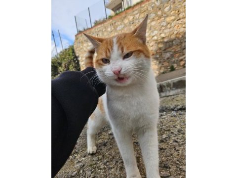 Ücretsiz ev kedisi mavi gözlü