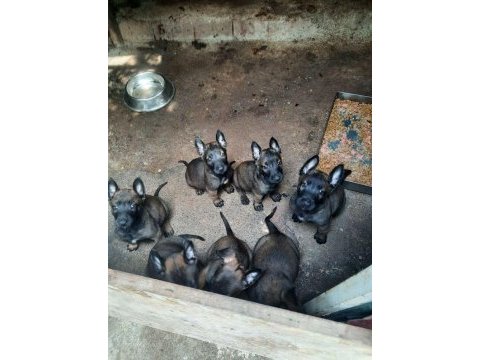 Malinois yavru köpekler