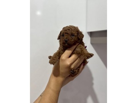 Kaniş orijinal poodle bebekler