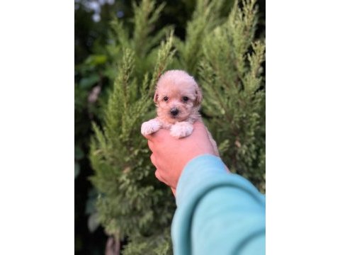 Maltipoo yavrularımızı canlı görerek alabilirsiniz