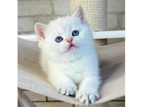 Bembeyaz top kafa yavrumuz ns1133 british shorthair 