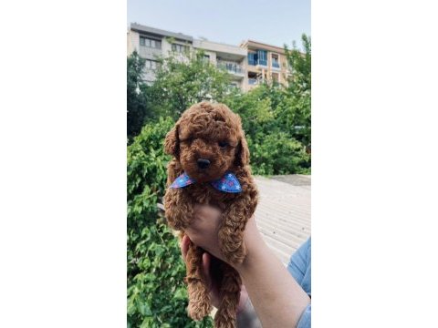 Ev ortamında kore poodle bebekler