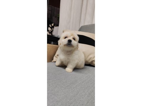Maltipoo sıfır boy son 1 adet erkek