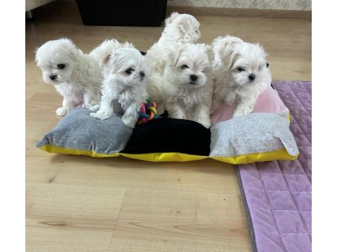 Korean maltese 1.250 gram