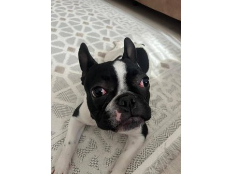 French bulldog eğitimli köpeğimiz