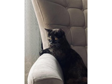 Bebek kedilerimize yeni sıcak yuva arıyoruz
