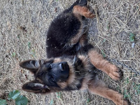 Alman k9 şecereli yurtdışı pasaportlu alman kurdu