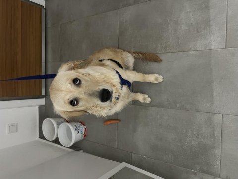 7 aylık erkek orjınal golden retriever