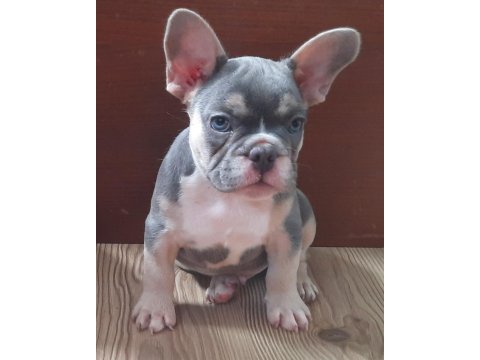 Fluffy ve ısabella taşıyıcı aşılı exotic french bebekleri