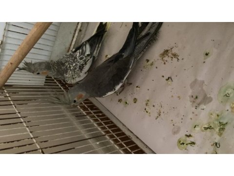 Sultan papağanı 10 aylık izmir buca