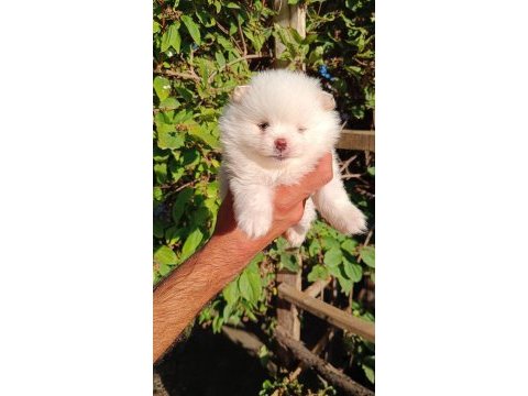 Orijinal pomeranian boo yavrular