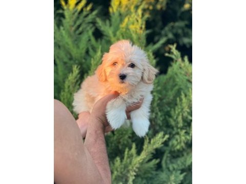 Maltipoo yavrularımızı canlı görerek alabilirsiniz