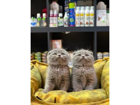 Güzel scottish fold