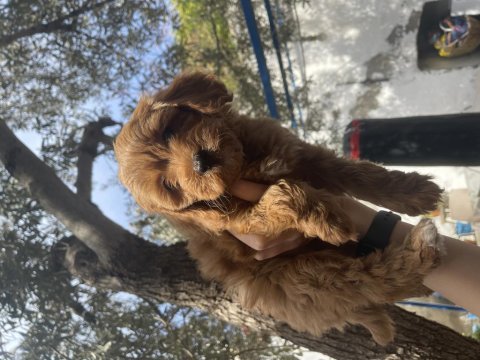 Dişi red brown toy poodle
