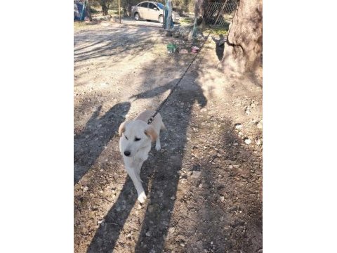 Labrador yavrumuz